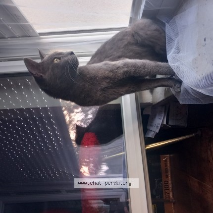 Photo de chat trouvé à Saint Etienne