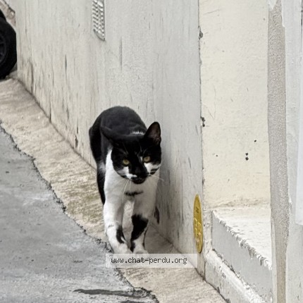 Photo 1/1 Chat trouvé Trouvé à Paris