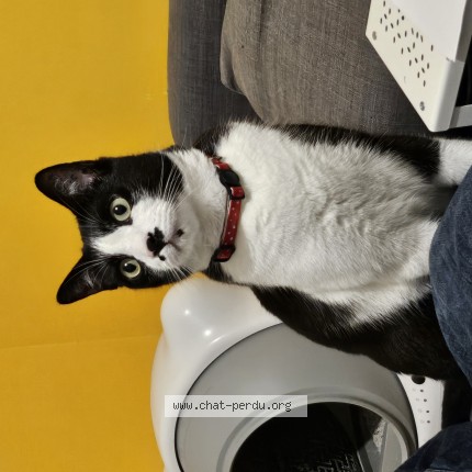 Photo de chat perdu à Toulouse