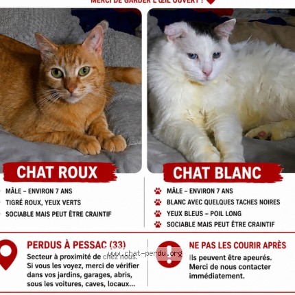 Photo 2/2 Carl Chat perdu à Pessac