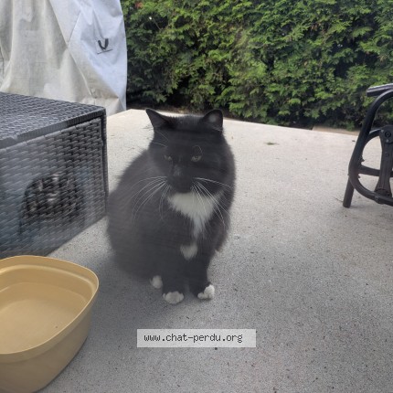 Photo 1/1 Chat trouvé Trouvé à Magog