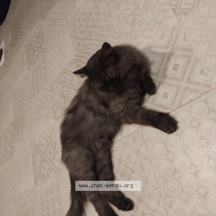 Photo de chat trouvé à Toulouse