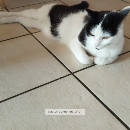 Photo 1/1 Laïs Chat perdu à Valence