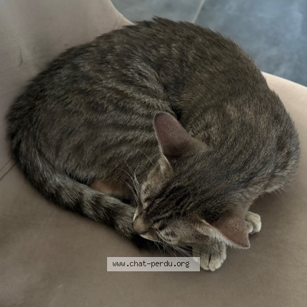 Photo 2/5 Lilly Chat perdu à Paris