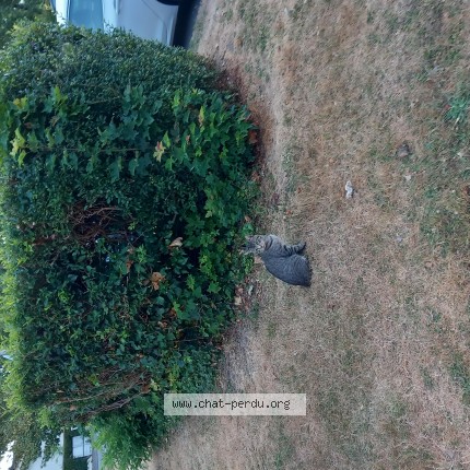 Photo 1/2 Chat trouvé Trouvé à 80090 Amiens