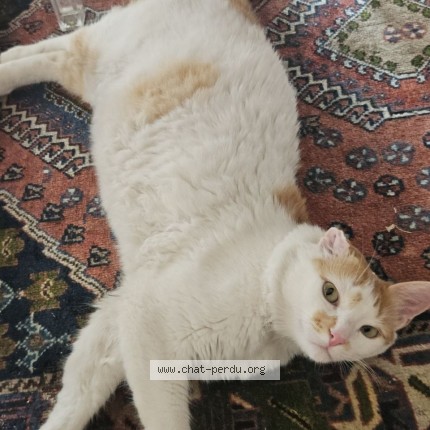 Photo 1/1 Chat trouvé Trouvé à Paris