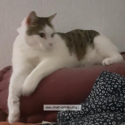 Photo 1/1 Mochi Chat perdu à Lyon