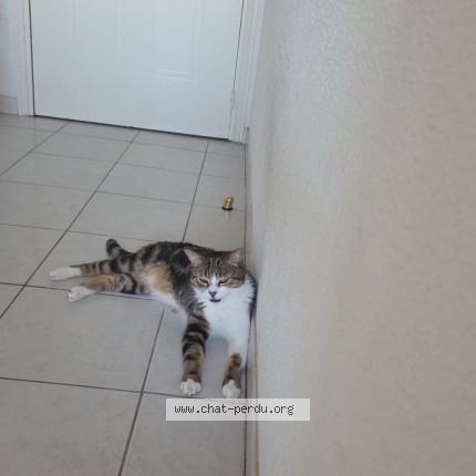 Photo 1/1 Chat retrouvé Perdu à Colomiers