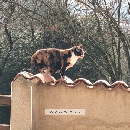 Photo 1/1 PANDORE Chat perdu à Domgermain