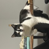 zoe