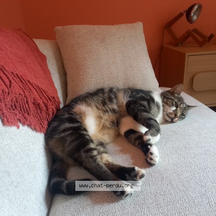 Photo de chat perdu à Clermont Ferrand