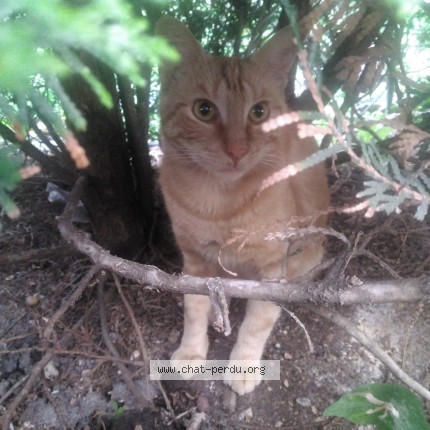 Photo 1/3 Chat trouvé Trouvé à Maisons Alfort