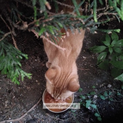 Photo 2/3 Chat trouvé Trouvé à Maisons Alfort