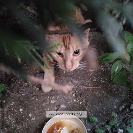 Photo 3/3 Chat trouvé Trouvé à Maisons Alfort