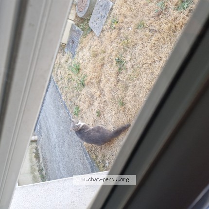 Photo de chat trouvé à Grandchamp Des Fontaines