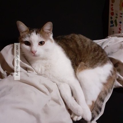 Photo 2/2 nougat Chat perdu à Cessieu
