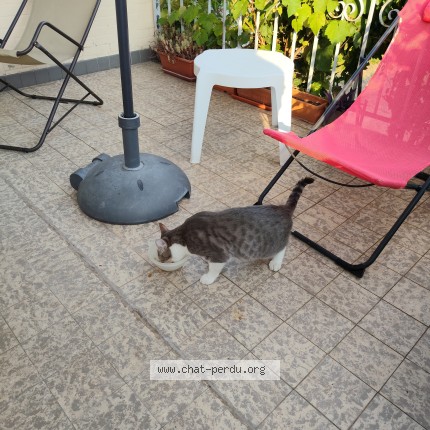 Photo de chat trouvé à Pompey
