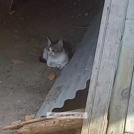 Photo 1/1 Chat trouvé Trouvé à St Martin Le Pin