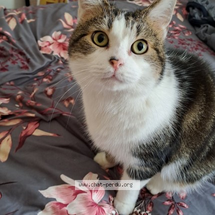Photo de chat perdu à Sceaux