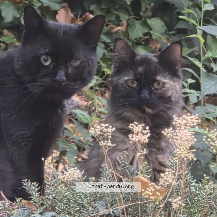 Photo 1/1 Chat trouvé Trouvé à Sion