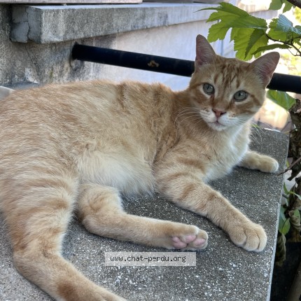Photo de chat trouvé à Portes Les Valence