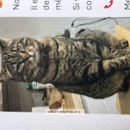 Photo de chat perdu à Fontaine