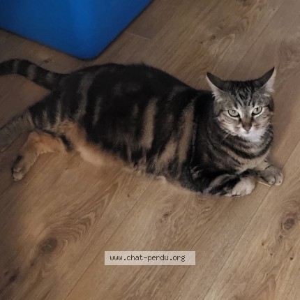Photo 1/2 Harmonie Chat perdu à Mouilleron Le Captif