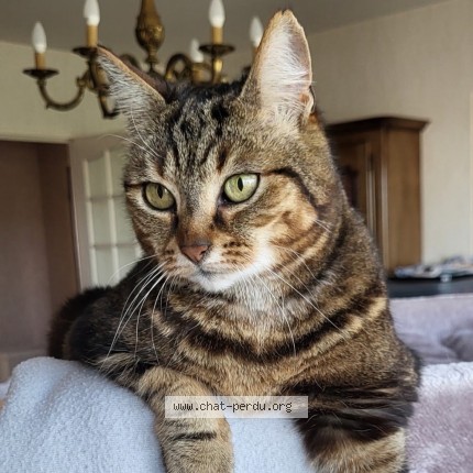 Photo 2/2 Harmonie Chat perdu à Mouilleron Le Captif