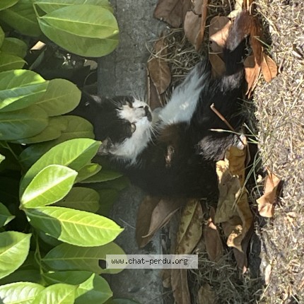 Photo de chat trouvé à St Medard En Jalles