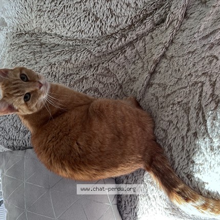 Photo de chat perdu à Etival Les Le Mans