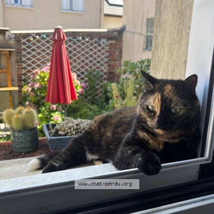 Photo 2/2 Chat retrouvé Perdu à Vanves