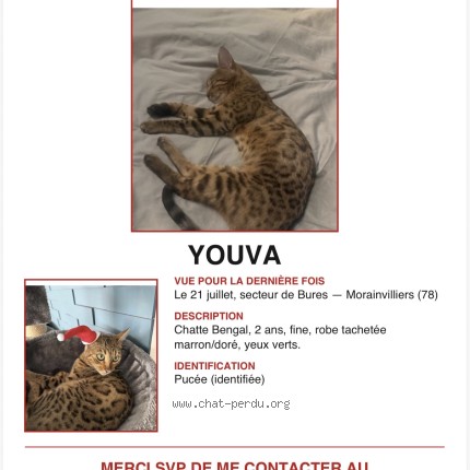 Photo de chat perdu à Morainvilliers