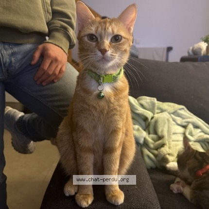 Photo de chat perdu à Corbeil Essonnes