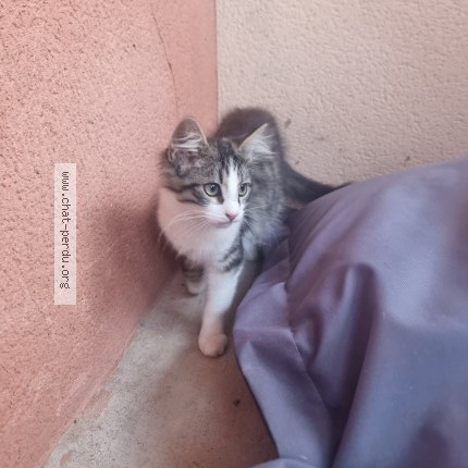 Photo 1/1 Chat trouvé Trouvé à 33670