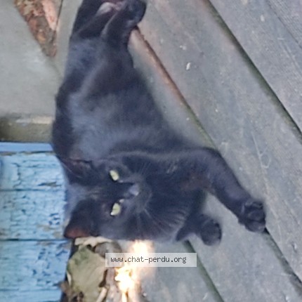 Photo de chat trouvé à Belin Beliet