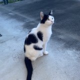 domino