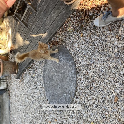 Photo de chat trouvé à Tregunc