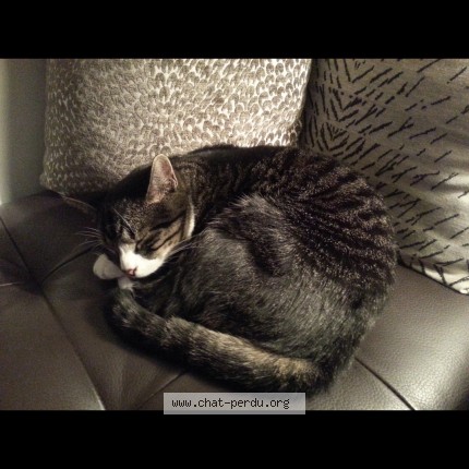 Photo 1/1 Falco Chat perdu à Le Haillan