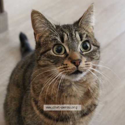 Photo 1/1 câline Chat perdu à Gisors