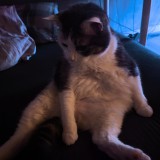 Sirius