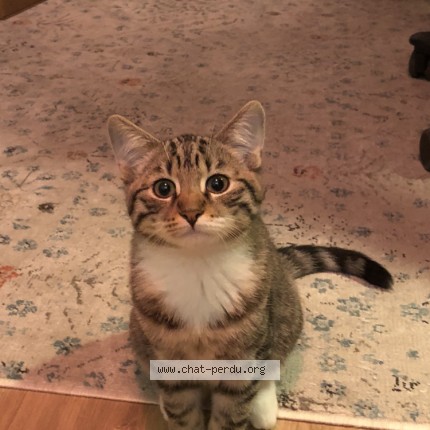 Photo de chat perdu à Maurepas