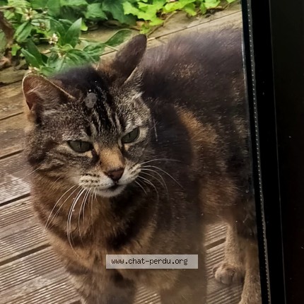 Photo de chat perdu à Villennes Sur Seine
