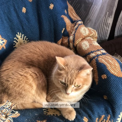 Photo de chat perdu à Saint Cyr L Ecole