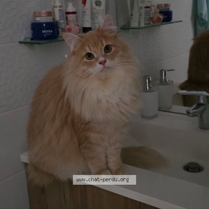 Photo 4/4 Charly Chat perdu à Vieux Boucau Les Bains