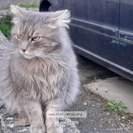 Photo de chat trouvé à Tarare