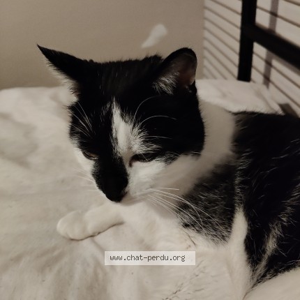 Photo de chat perdu à Formerie