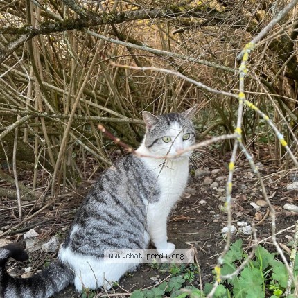 Photo 1/1 Mistigris Chat perdu à Cranves Sales