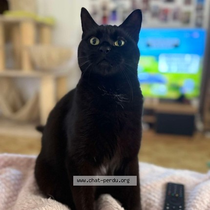 Photo de chat perdu à Reims