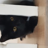 Stella alias la poupoune