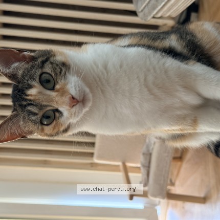 Photo 1/1 Bella Chat perdu à La Chapelle Saint Luc